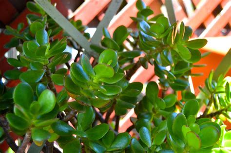 planta jade como cuidar - como hacer flores